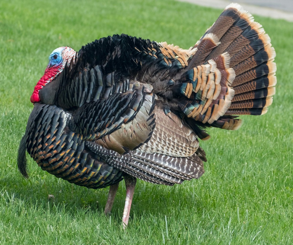 How to Hatch Turkey Eggs – A Complete Incubation Guide