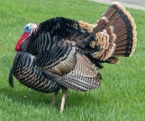 How to Hatch Turkey Eggs – A Complete Incubation Guide