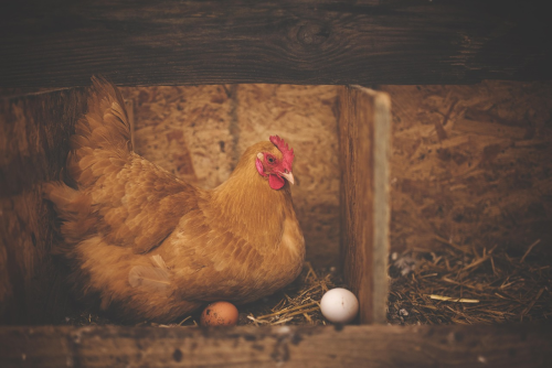 Egg Incubator Automatic Turner: How It Boosts Hatch Rates (and Cuts Work)