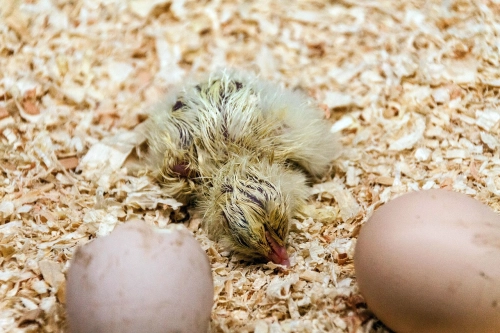 10 Must-Know Tips for Incubating Chicken Eggs Successfully