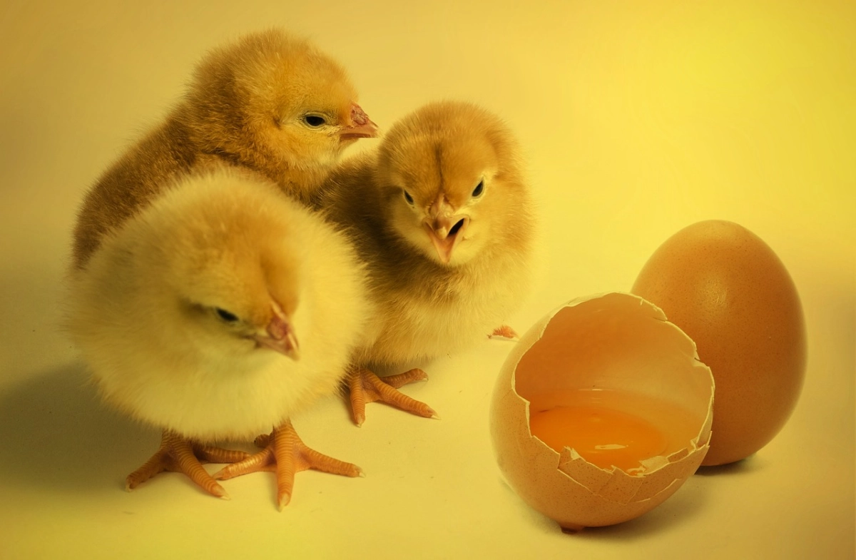 How to Hatch Chicken Eggs at Home for First-Time Poultry Keepers