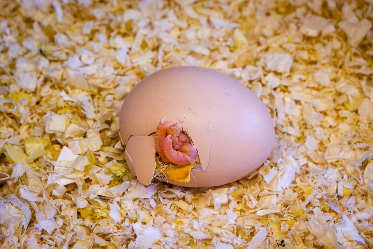 A chickens incubator maintains precise temperature, humidity, and ventilation to support healthy chick development and maximize hatch rates.