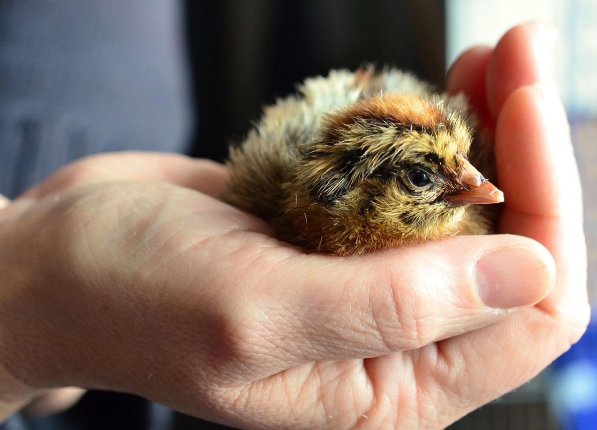5 Common Mistakes to Avoid Before You Start Hatching Chicks