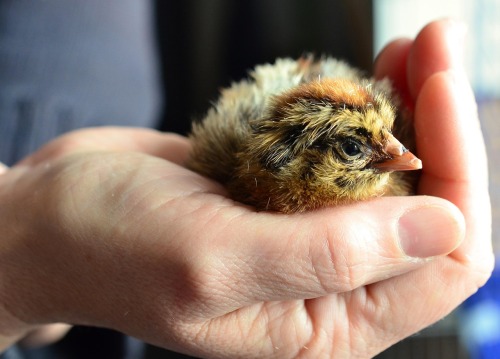 5 Common Mistakes to Avoid Before You Start Hatching Chicks