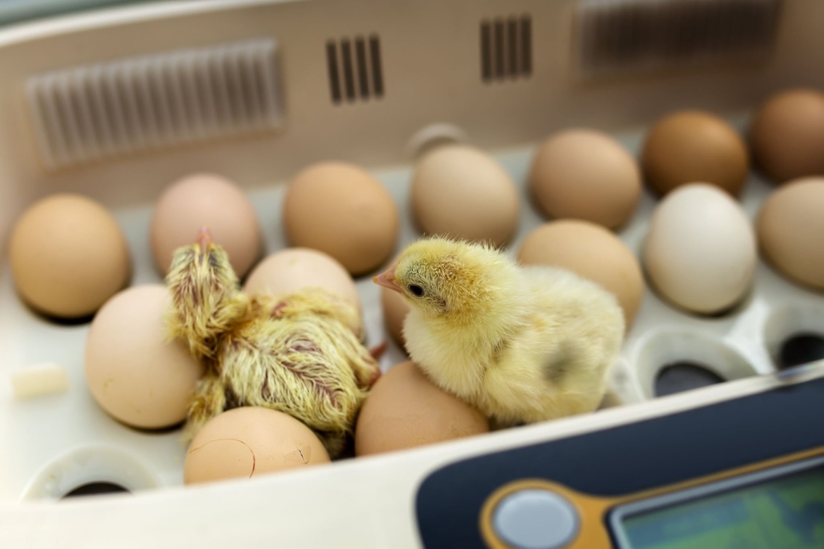 Getting Started with Incubator Setup: A Practical Guide