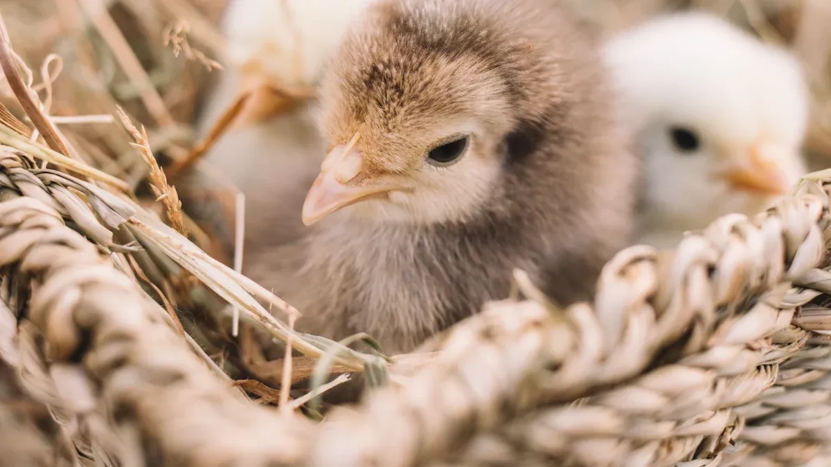 broody hen sitting tightly on a clutch of eggs in a quiet nest