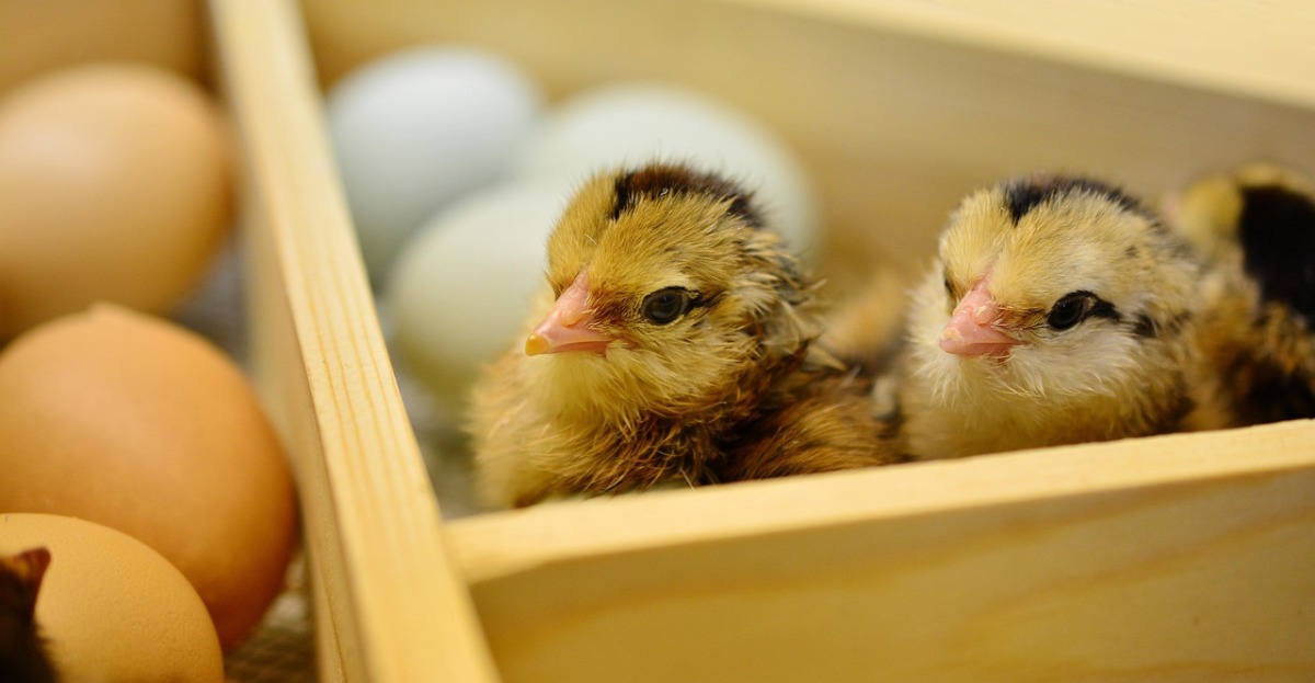 DIY egg incubator or store-bought, making the right choice for your farm
