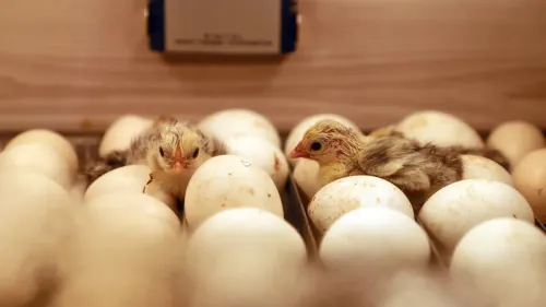 A Complete Guide to Assisted Hatching: When to Help a Chick and How to Do It Safel