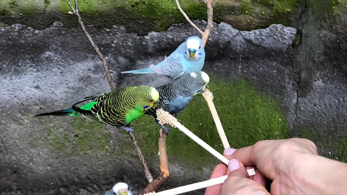 How to Mix Parrot Hand Feeding Formula at a Safe Temperature