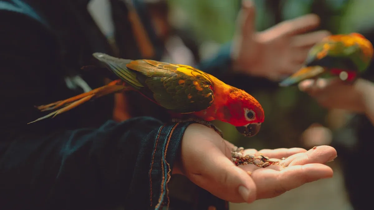 Complete Parrot Hand-Feeding Schedule by Age for Beginners