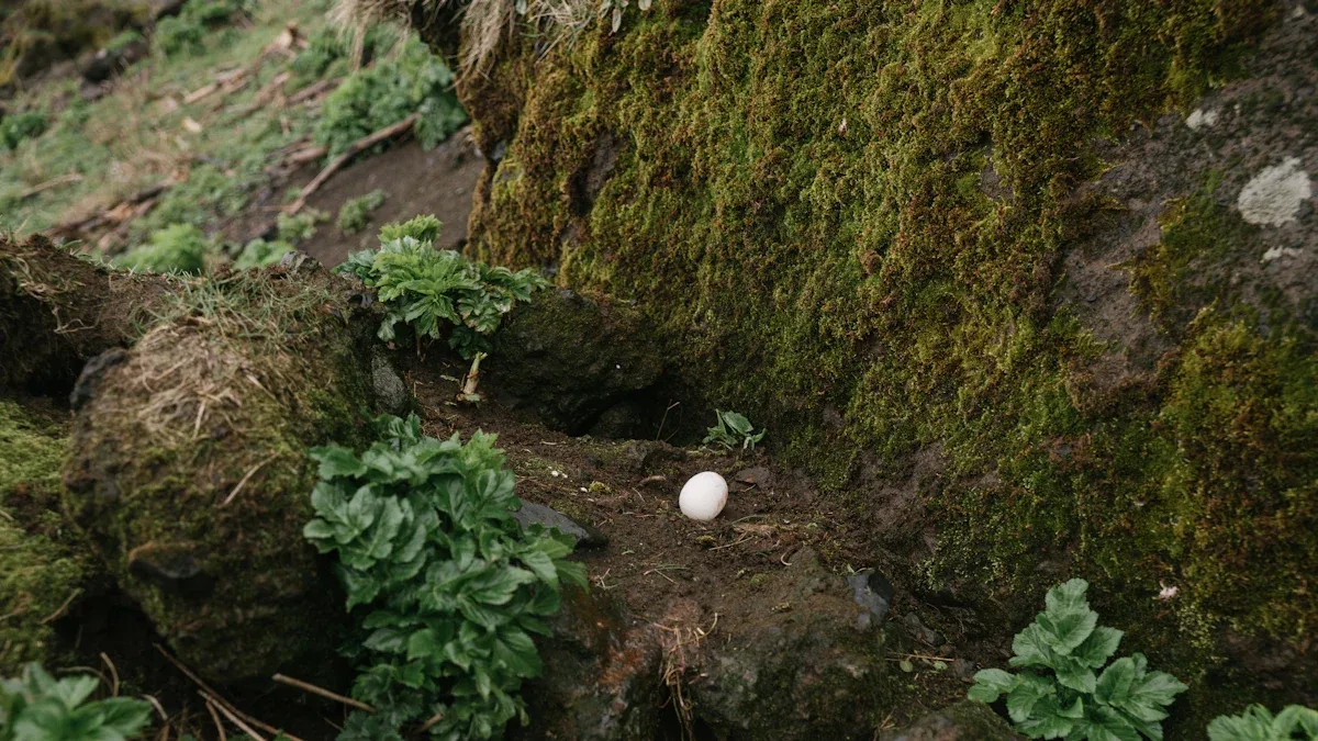 How High Altitude Affects Egg Incubation and Hatchability