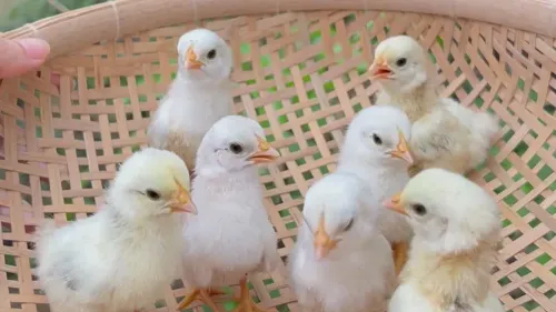 Achieving High Hatch Rates with Proper Quail Egg Incubator Temperatures