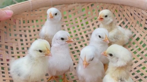 Achieving High Hatch Rates with Proper Quail Egg Incubator Temperatures