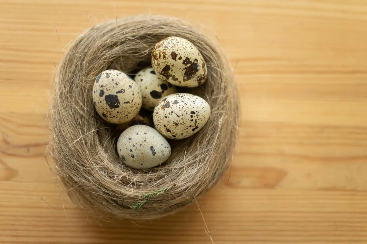 Natural quail eggs in a straw nest for hatching without an incubator