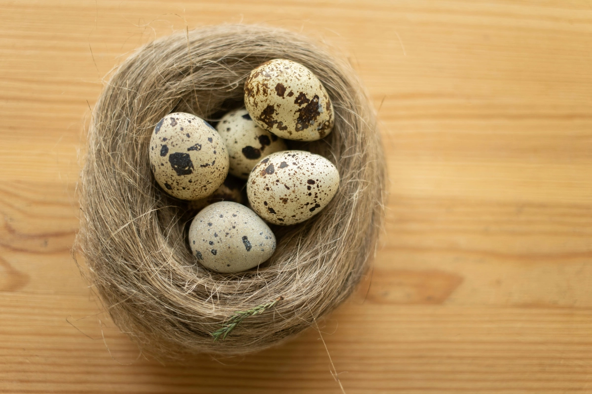 Natural quail eggs in a straw nest for hatching without an incubator
