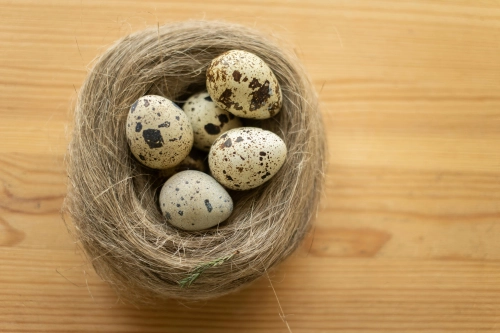 How To Hatch Quail Eggs Naturally Without An Incubator