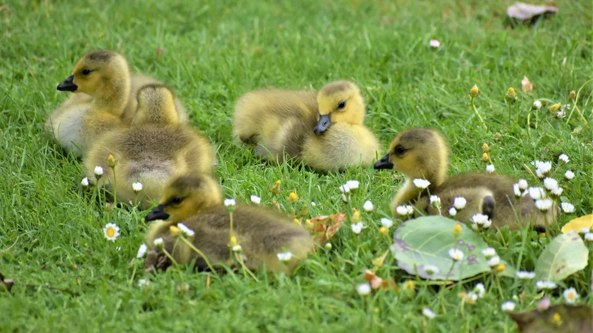 Call Duck Air-Cell Assisted Hatching: A Stepwise Approach