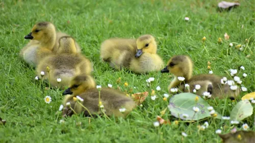 Call Duck Air-Cell Assisted Hatching: A Stepwise Approach