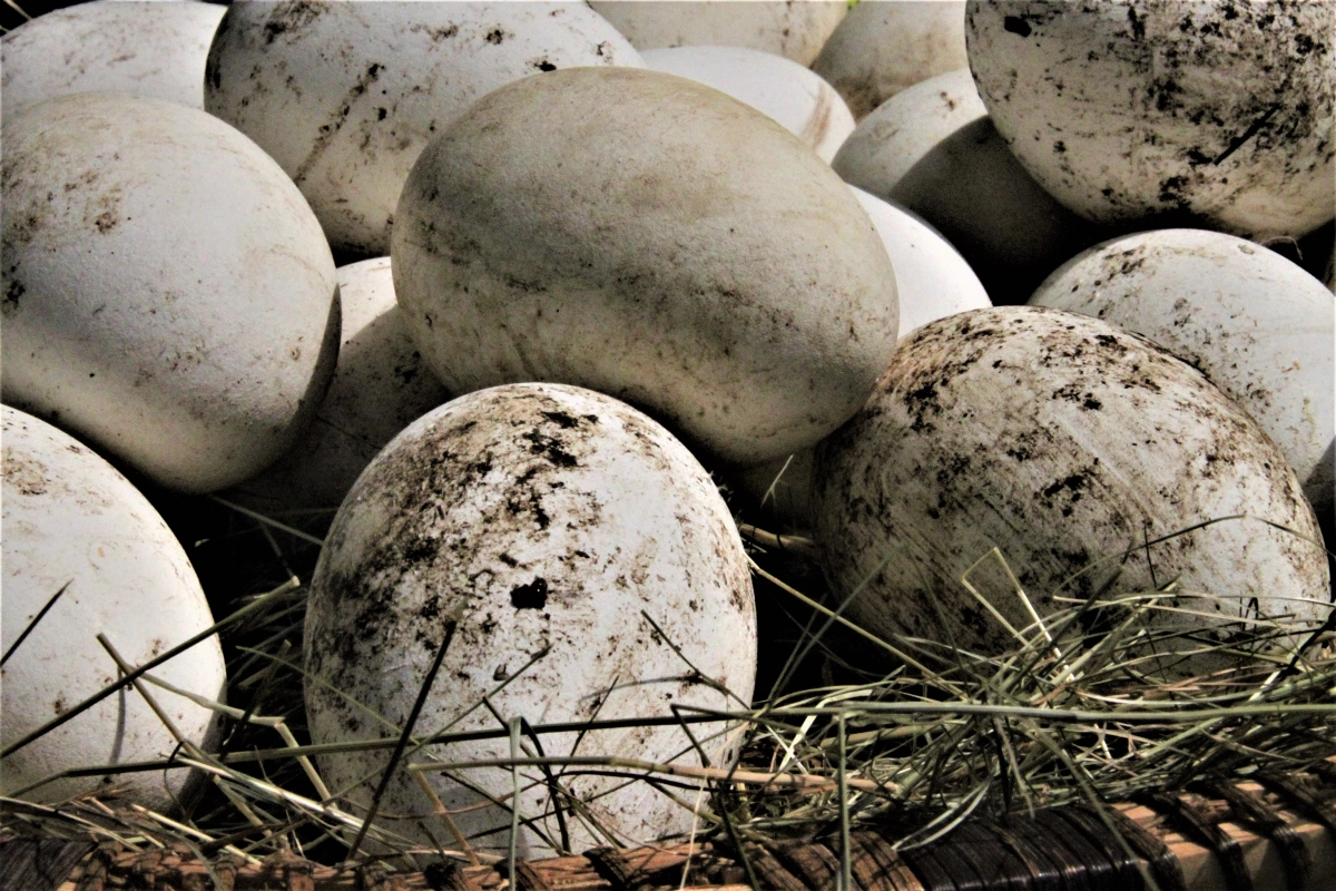 How Long for a Goose to Hatch Eggs Naturally (28–35 Days Guide)