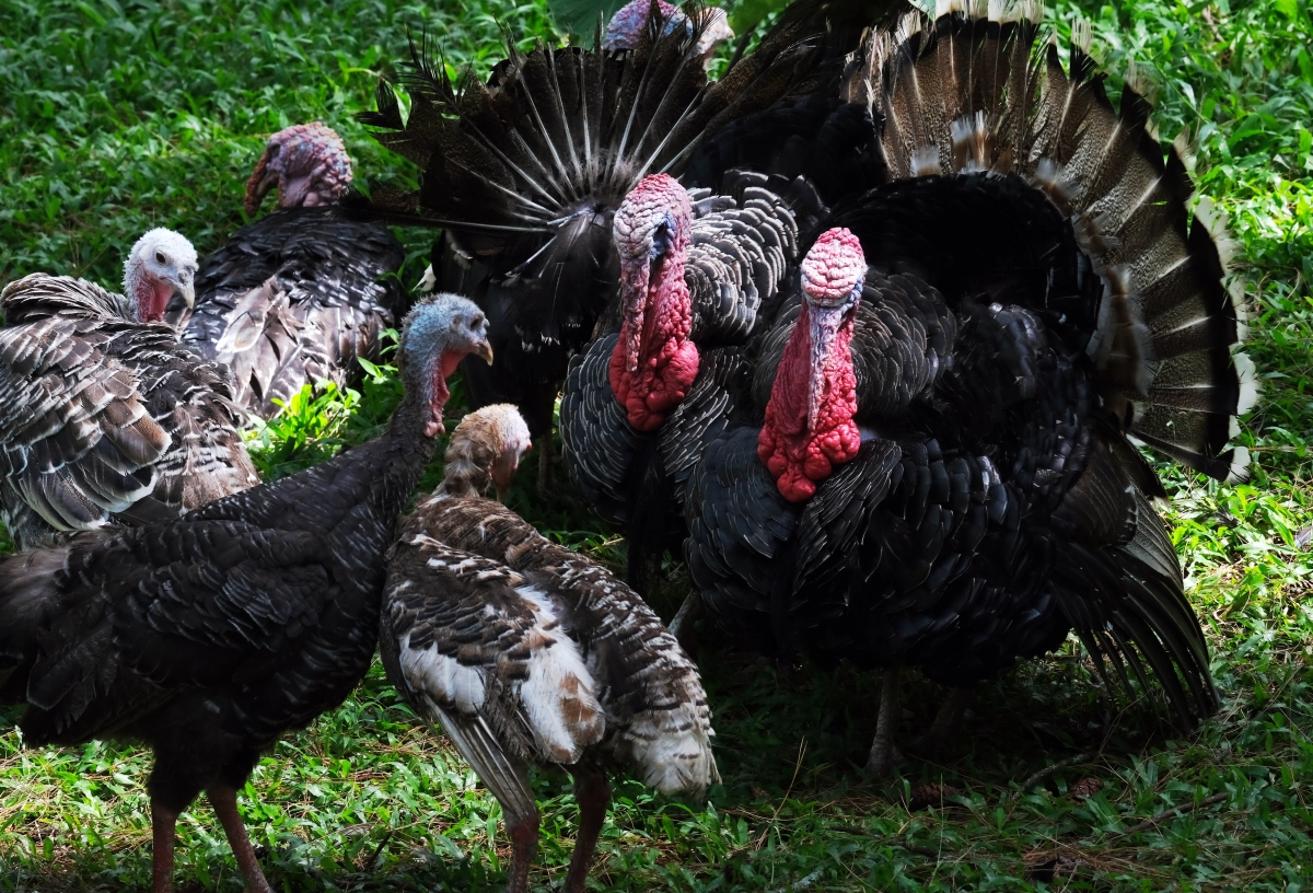 Turkey Incubation Timeline and Broody Hen Tips for Natural Hatch
