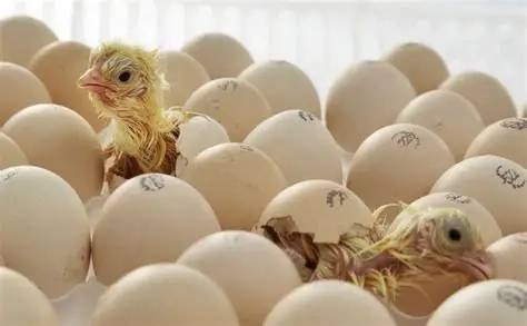 Yellow 3-tray automatic egg incubator with transparent lid, suitable for hatching eggs from various poultry species.