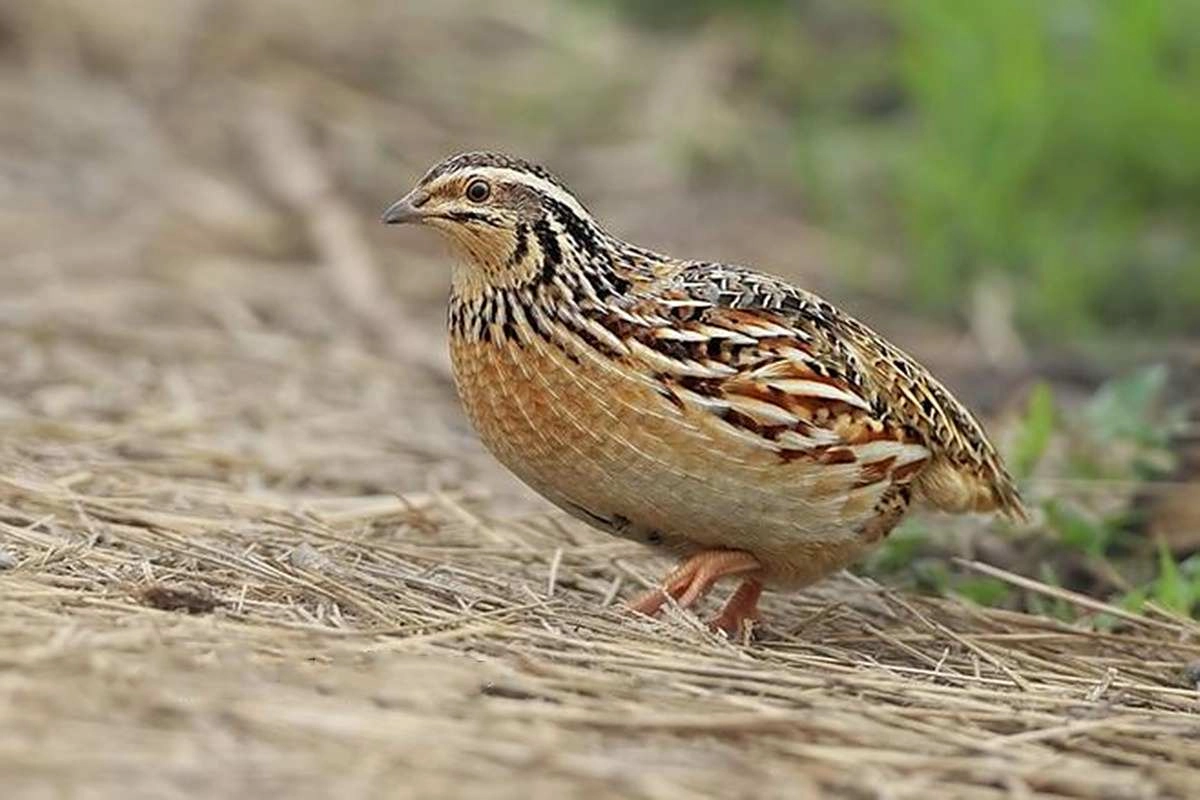 Best Quail Egg Incubators (2025): How to Choose, Set Up, and Hatch Successfully