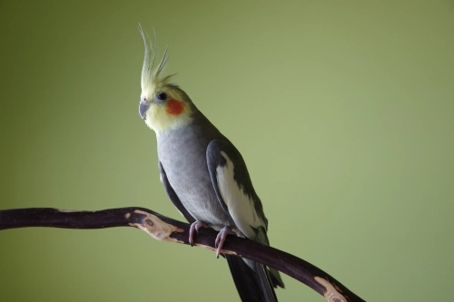 Safe Brooder Temperature Ranges for Parrot Chicks in 2025
