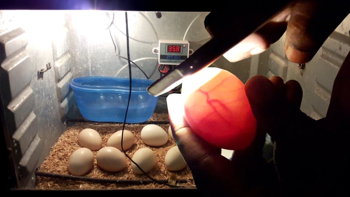 Why Chicken Eggs Stop Developing in the Incubator: Causes and Fixes