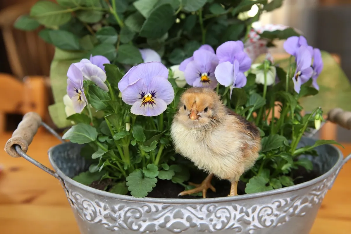 Taking Care of Baby Chicks: Your Complete Guide to Raising Healthy Chicks