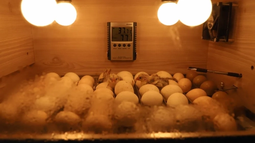 Egg Incubator Humidity Start Ranges And Weight-Loss for Steady Hatching