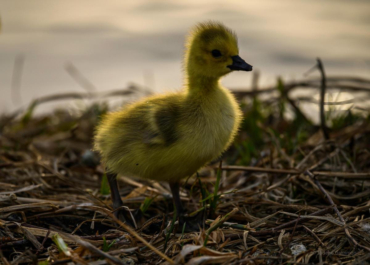 Duck Egg Candling Stages: Your Complete Guide to Monitoring Embryo Development