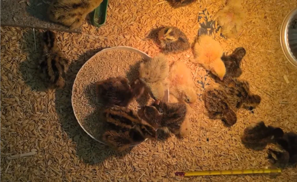 EggBloom 3-Tray Automatic Quail Incubator Review: Features, Pros, and Cons