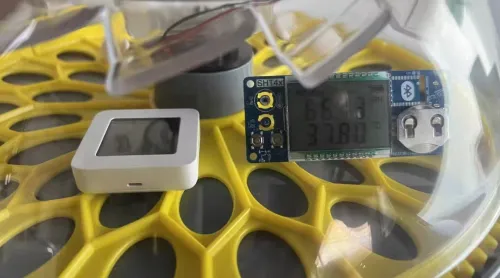 Hatching Pigeon Eggs: The Complete Step-by-Step Guide