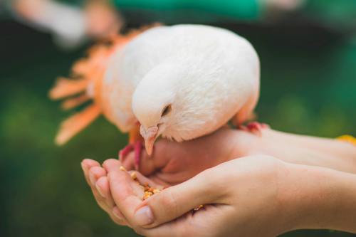 Pigeon Eggs for Hatching - Buyers Guide Where to Buy Shipping and Hatch Prep