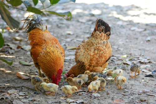 Troubleshooting a Chicken Egg Hatch — A Clear Guide for First-Timers