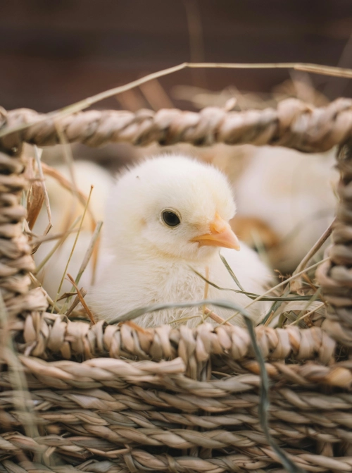 Lockdown & Hatch: The Last 72 Hours (Incubating and Hatching Chicken Eggs)