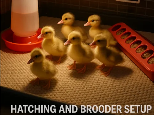 Muscovy Duck Egg Incubation Guide (2025 Updated): The Complete Step-by-Step Process