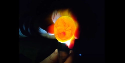 How to Tell if a Pigeon Egg Is Fertile: A Day-by-Day Candling Guide