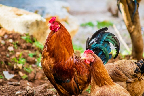 Best egg incubator 2026 five key parameters for reliable hatching amid egg supply changes