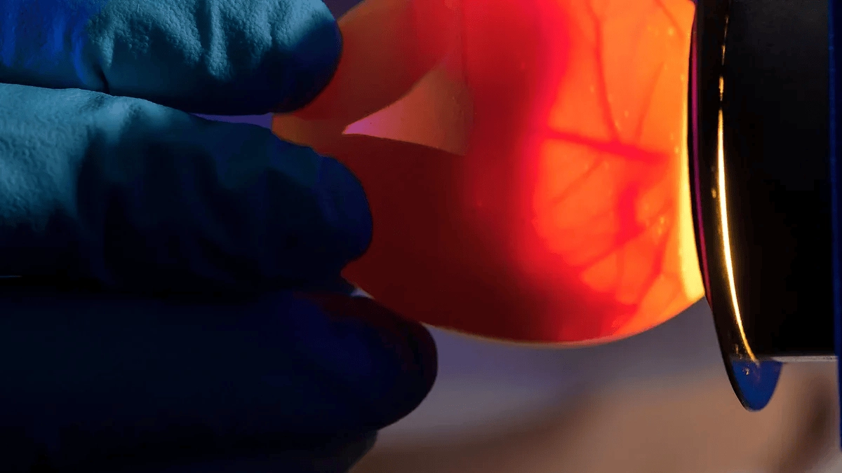 Egg Candler Light Made Simple: How to Pick a Safe LED for Hatching Eggs