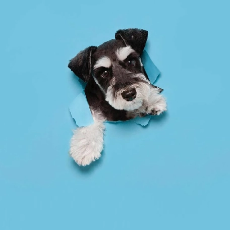 dog accessories supplies