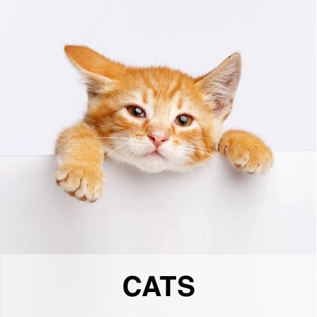 cat accessories factory