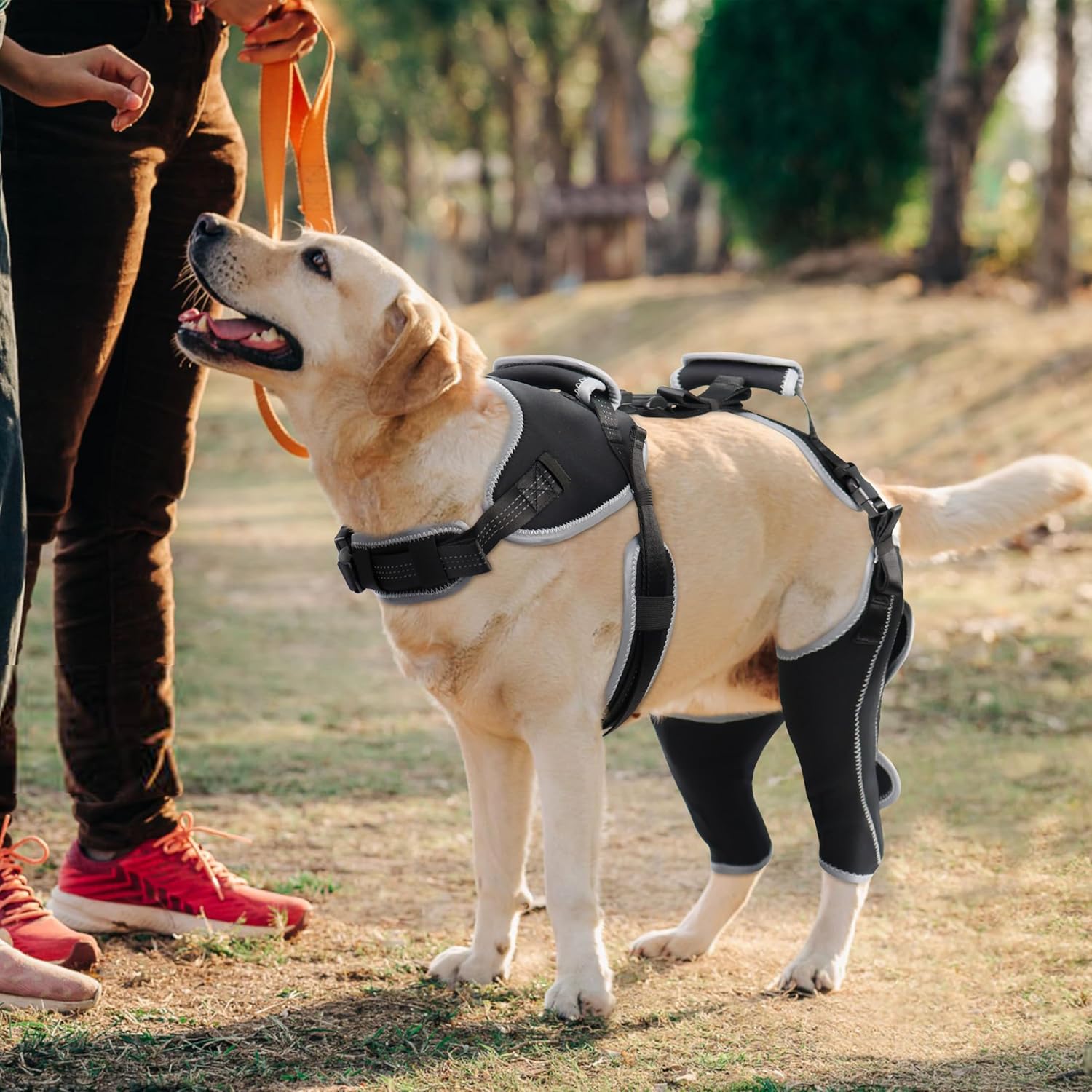 Lispoo Adjustable Dog Rear Leg Brace