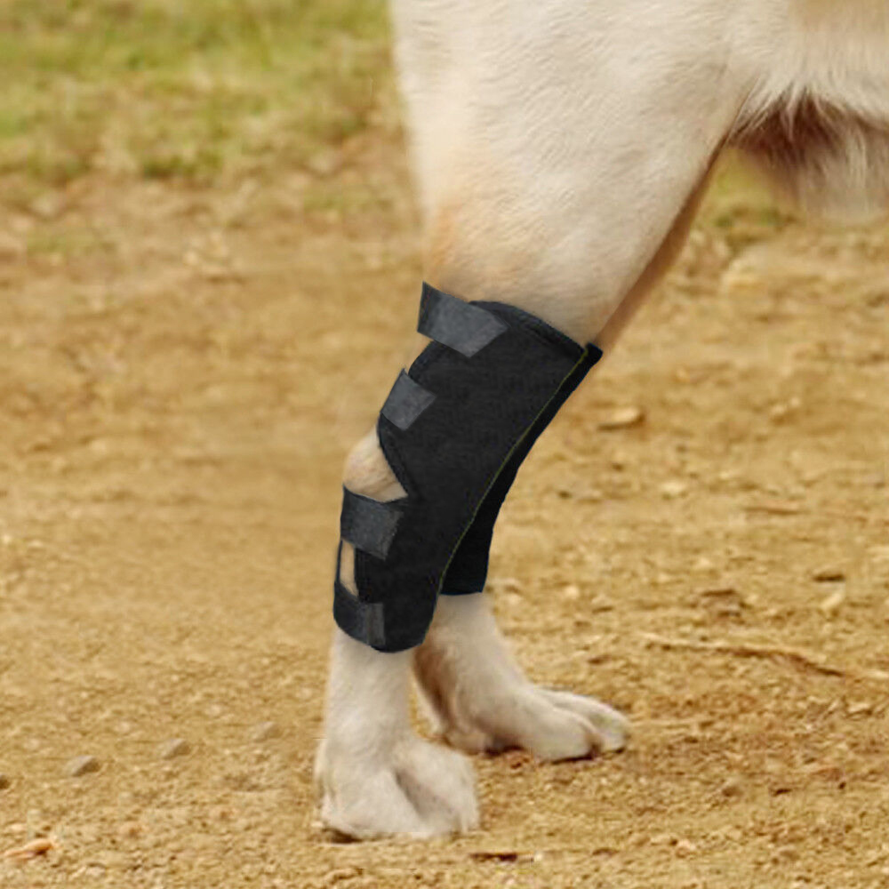 Lispoo Dog Hock (Tarsal) Support Brace
