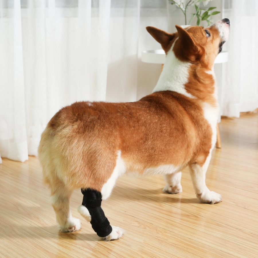 Lispoo Dog Hock Brace for Injury Recovery