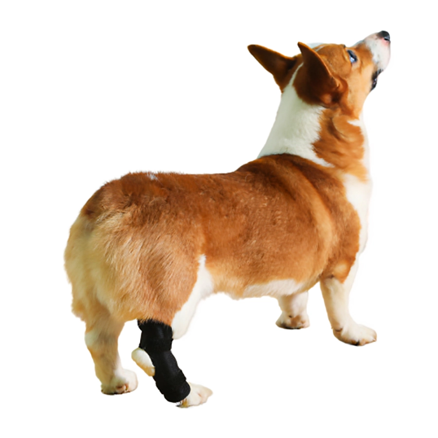 Lispoo Dog Hock Brace for Injury Recovery
