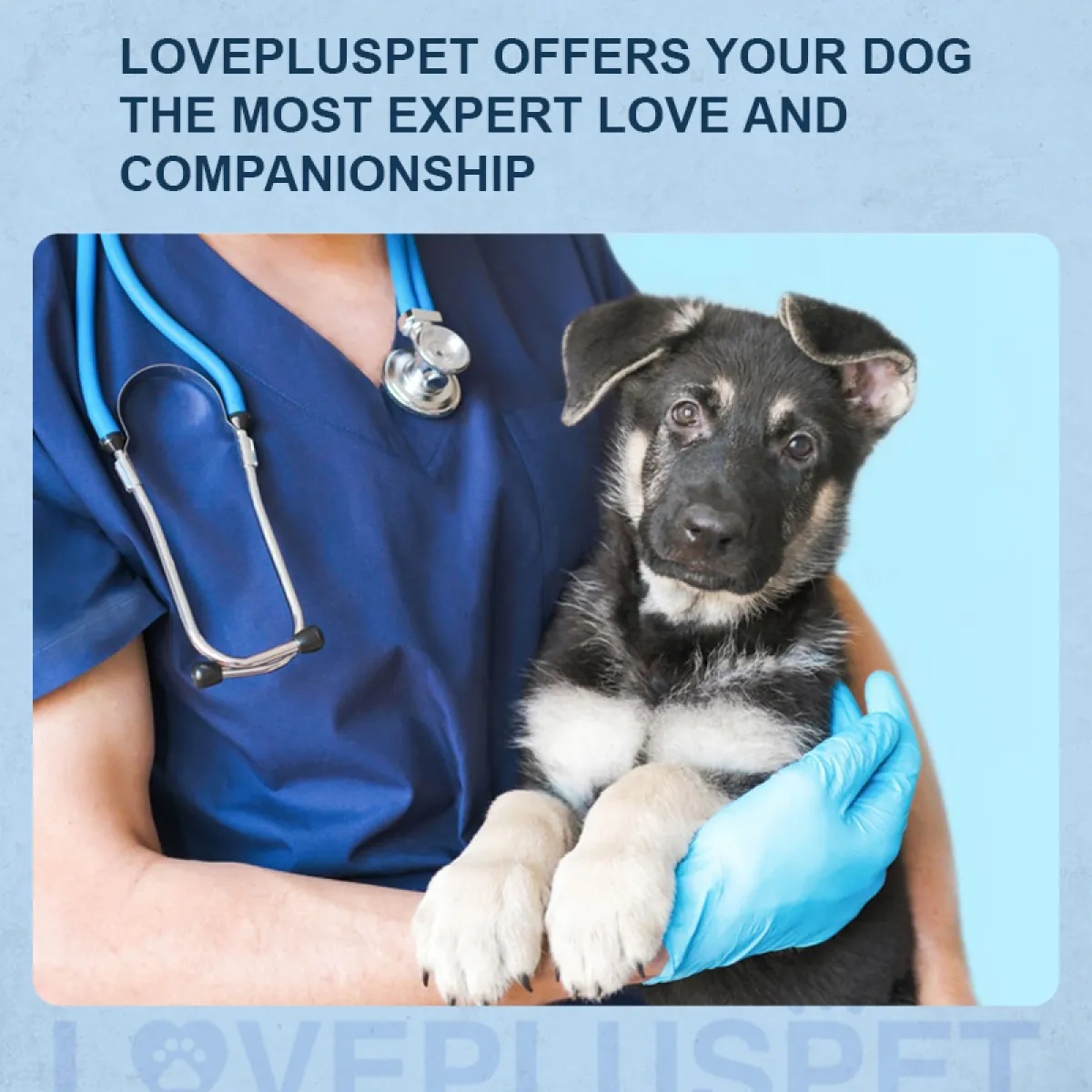 Lispoo Dog Neck Brace Collar  for IVDD & Neck Injuries