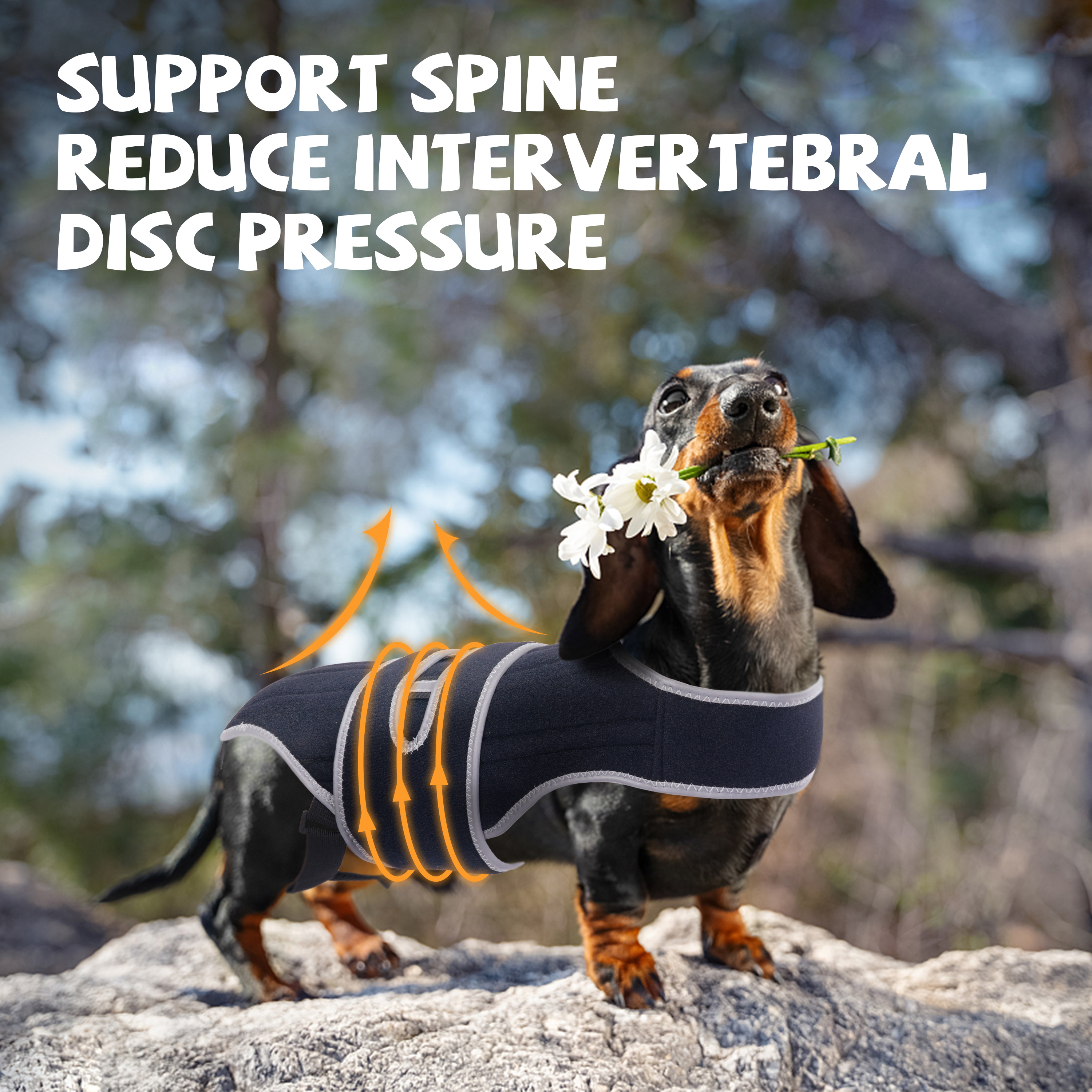 Lispoo Dog Back Brace for IVDD & Spine Support
