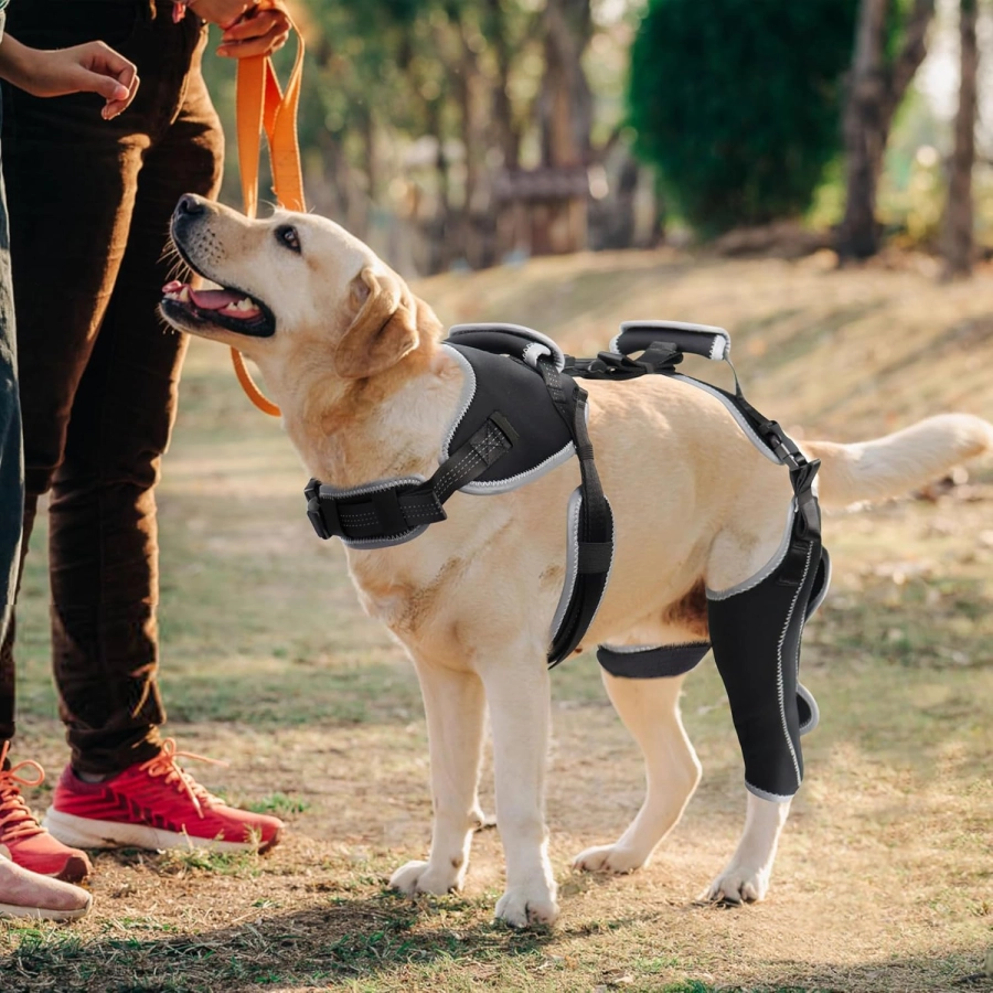 Lispoo Adjustable Dog Rear Leg Brace