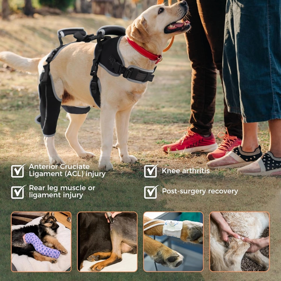 Lispoo Adjustable Dog Rear Leg Brace